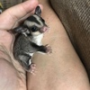 Friendly baby male sugar glider 8 weeks