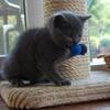 Blue Chartreux- utd shots