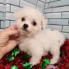 AKC Bichon Frise puppies and CKC puppies  !