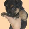"Yellow Boy" Champion Bloodline * 1 Left * Will Deliver Myrtle Beach, SC or KY