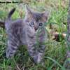 Bengal kittens