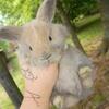 Holland lop bunnies