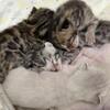 Savannah bengal kittens