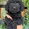 F1b Goldendoodles