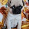 Female AKC pug puppy