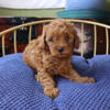 AKC Red Toy Poodle Puppy Girl (Lacy)