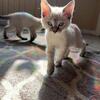Lynx Point Siamese Kittens