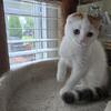 Beautiful Scottish fold boy short hair for sale