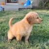 Female Golden Retriever