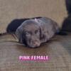 Full blooded AKC registered chocolate Labrador retriever puppies