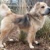 Pure Bred  Bear Coat Shar-Pei For Stud Services.