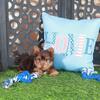 Buckeye Sweet ACA Chocolate Teacup Yorkie