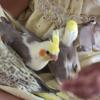 Baby cockatiels for adoption