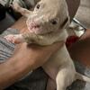 Bully puppies!!!!🔥