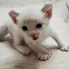 Highlander kittens Arkansas