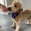 Pixie - female Goldendoodle born 11/14/22