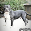 Beautiful ABKC registered American Bully pocket pups available now