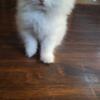 Male Persian kitten ready for forever home