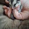 Sugar glider joeys