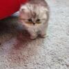 Happy Healthy Silver Shaded Persian Kittens