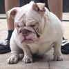 Female English bulldog