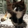 Maine Coon Kitten SOLD