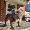 Handsome Male Frenchie
