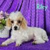 Older Toy Poodle chicago