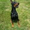 100% European health tested Doberman for stud