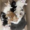 6 week old kittens available