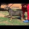 Tri Merle Pocket ( STUD )