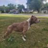 American bully 1-year-old.tan and white