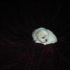 Beautiful Tiny Japanese Chin Born 1/6/2026