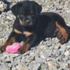 Akc rottweiler puppies  last female 