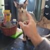 Sphynx Cat (1y 3m) for sale