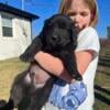 Goldendoodle mix puppies FREE OOPS LITTER