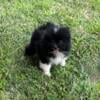 Registered Pomeranian puppies