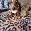 Miniature Dachshund Puppies Available