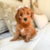 Petite mini goldendoodles!