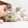 Cuddlesome chinchillas in various colors. Delivery across US is possible.