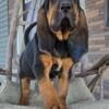 Bloodhound puppies available