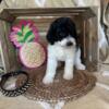 Moyen small standard parti poodles