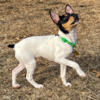 CHAMPION bred AKC Toy Fox Terriers- Waitlist Open