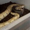 Banana ball python 734-620-9093