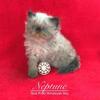 CFA Registered Himalayan Kittens in Arkansas