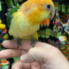 Hand fed and Tamed Caique Parrots available