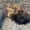 ADOPTED!!!! Beautifully marked Persian girl CFA reg (6)
