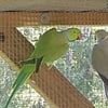 Mature Male Ringneck