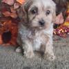 Crockerpoo puppy for sale 