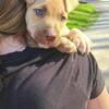 Pit mix puppy being rehomed due to moving
